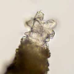 Rotaria sordida