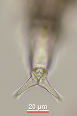 Rotaria sordida