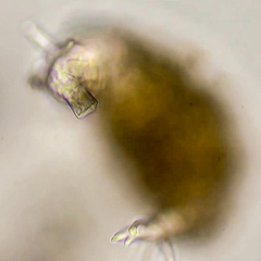 Rotaria sordida