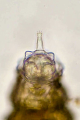 Rotaria sordida