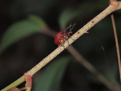 Lilioceris formosana