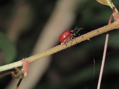 Lilioceris formosana