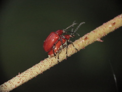 Lilioceris formosana