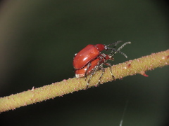 Lilioceris formosana