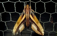 Xylophanes xylobotes