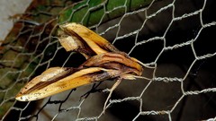 Xylophanes xylobotes