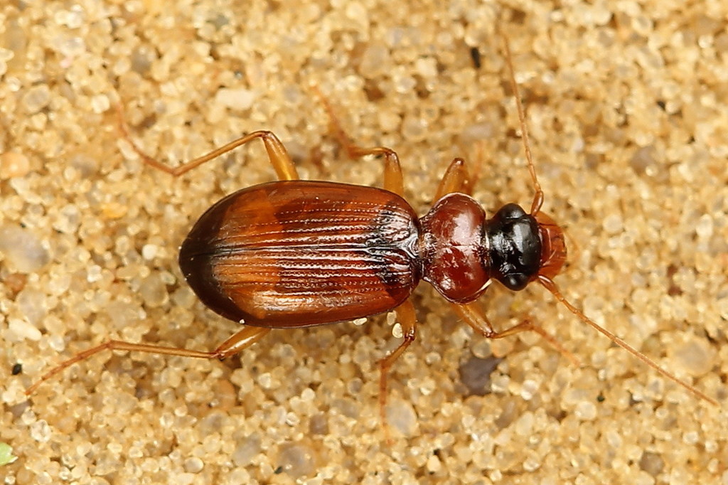 Leistus terminatus