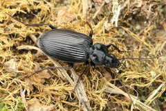 Limodromus assimilis