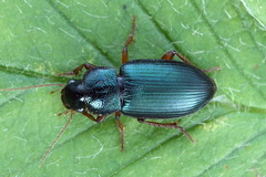 Ophonus azureus