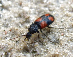 Panagaeus bipustulatus