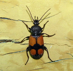 Panagaeus bipustulatus