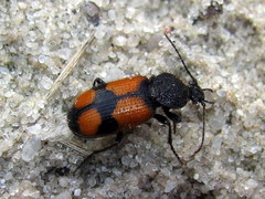 Panagaeus bipustulatus