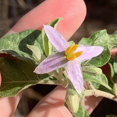 Solanum tettense