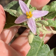 Solanum tettense