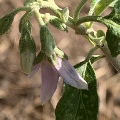 Solanum tettense