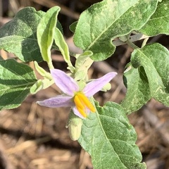Solanum tettense