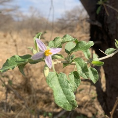 Solanum tettense