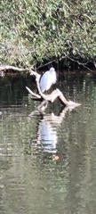 Egretta garzetta