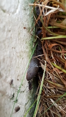 Gastropoda
