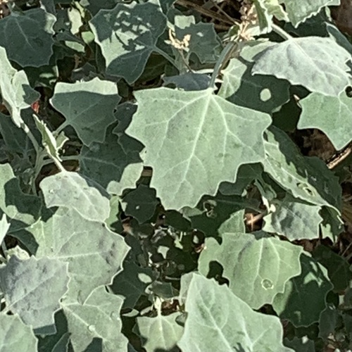 Chenopodium album image