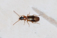 Philorhizus