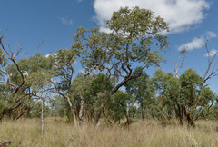 Corymbia setosa