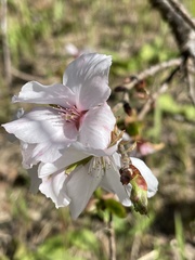 Prunus