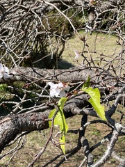 Prunus