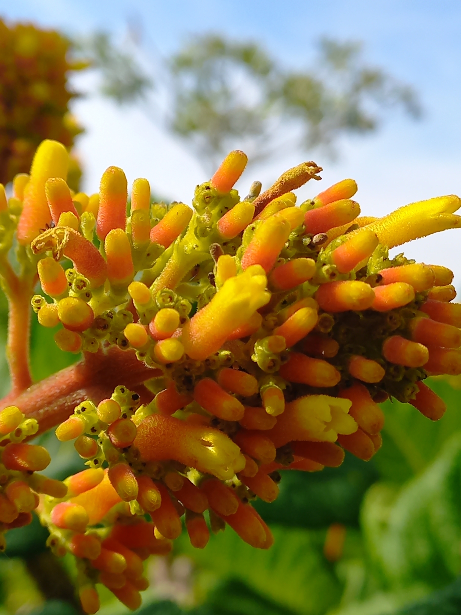 Palicourea rigida