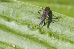 Dicranocephalus albipes