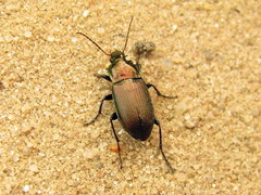Poecilus versicolor