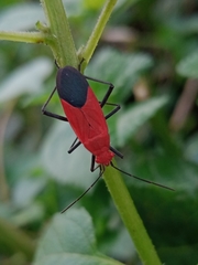 Leptocoris