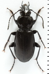 Pterostichus aethiops