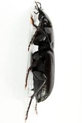 Pterostichus aethiops