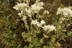 Eupatorium rotundifolium