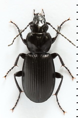 Pterostichus aethiops