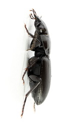 Pterostichus aethiops