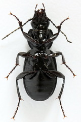 Pterostichus aethiops