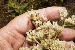 Eupatorium rotundifolium