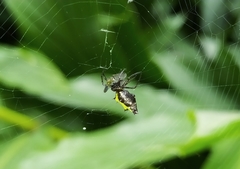 Micrathena crassa