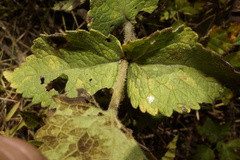 Eupatorium rotundifolium
