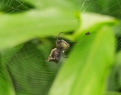 Micrathena crassa