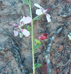 Anisodontea fruticosa