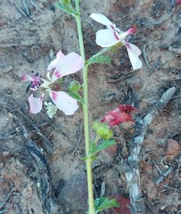 Anisodontea fruticosa