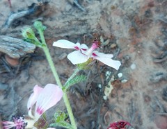 Anisodontea fruticosa