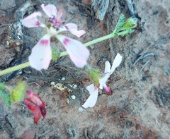 Anisodontea fruticosa
