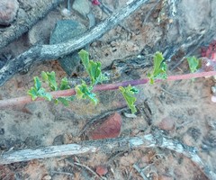 Anisodontea fruticosa