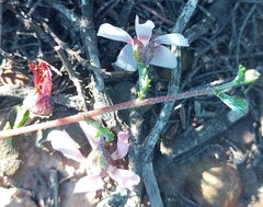 Anisodontea fruticosa