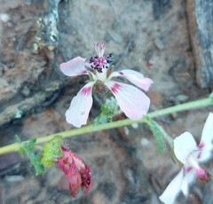 Anisodontea fruticosa