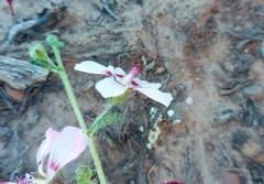 Anisodontea fruticosa